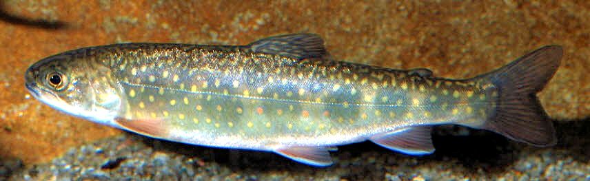 Salvelinus fontanalis_05.jpg